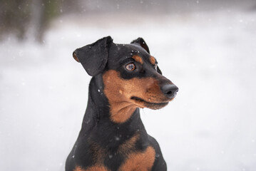 Portrait of a dog breed Miniature Pinscher in the winter forest