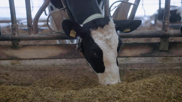 livestock, agriculture industry, animals in the barn, dairy cow on a farm with collar and numbers on her ears chews compound feed
