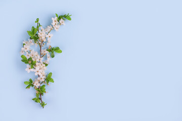Flat lay composition with cherry blossom branch on pastel blue background with copy space. Spring background, seasonal spring allergy concept. Selective focus