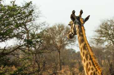 A back view of giraffe head and neck 