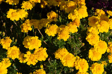 Marigolds Yellow Color also called Mexican marigold in the ornamental garden