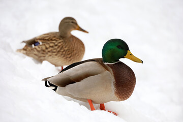 Couple of mallard ducks standing on the snow in winter. Male and female ducks at cold season