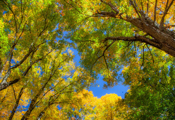 USA, New England, Vermont Autumn looking up into Sugar Maple Trees