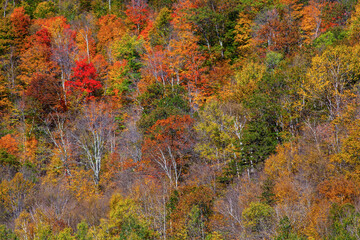 USA, New England, Vermont, Plymouth, Fall colors on hillside