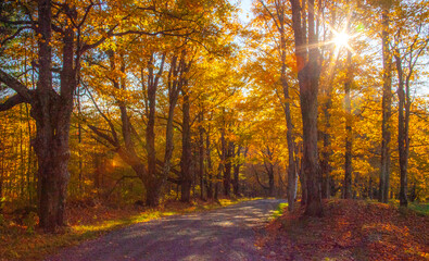 USA, New England, Vermont sunlight coming through Sugar Maples lining gravel road Autumn colors