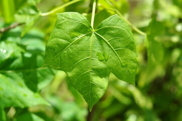 Obraz premium Nature close-up of green leaves bokeh background