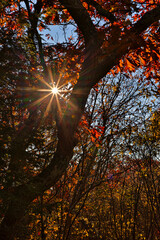 USA, Virginia, Shenandoah National Park, fall color in the park