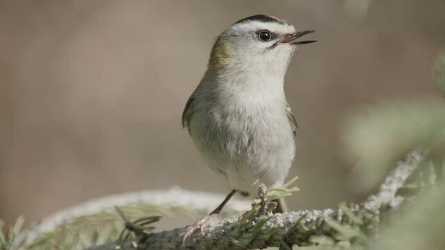 a small firecrest in the tree