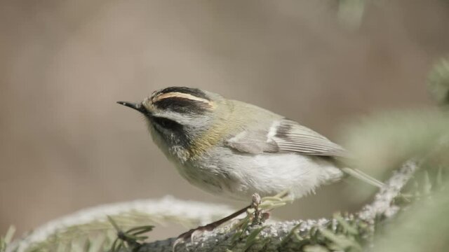 a small firecrest in the tree