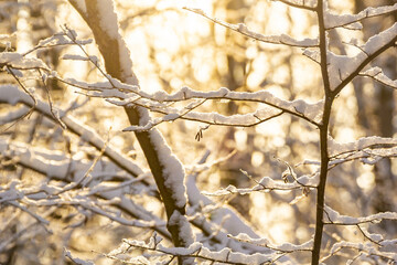 Branches on the background of the sun