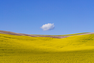 USA, Washington, Palouse. Ripe canola crop and cloud.
