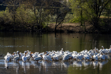 Flock of White Pelicans on the Snake River in Asotin, Washington State, USA