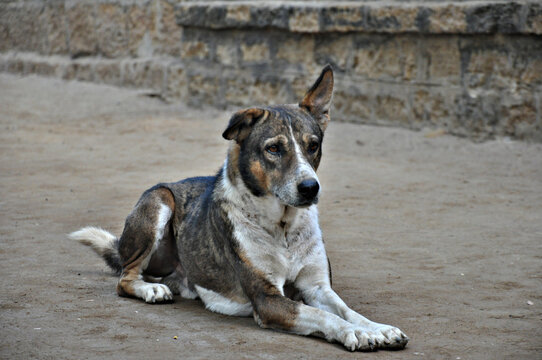 Indian street dog sits and looks around. High quality photo