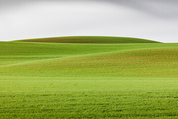 Obraz premium Steptoe, Washington State, USA. Wheat fields in the rolling Palouse hills of Washington.