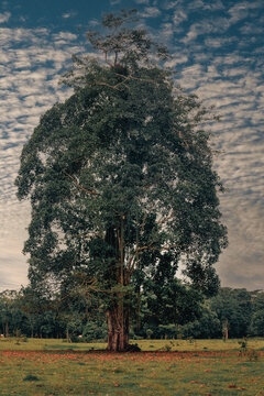 Majestuoso Seiva en Valle del Guamuez
