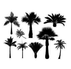 palm, plant and trees botanical silhouette
