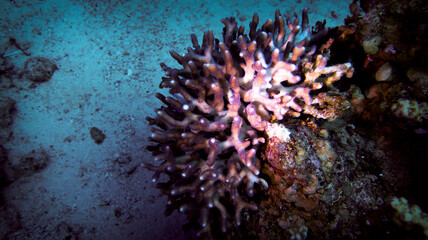 coral reef in the sea