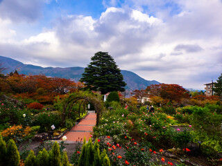 Rose garden in autumn (Gora, Hakone, Kanagawa, Japan)