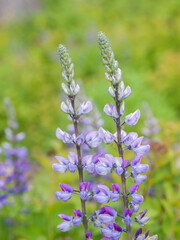 Lupine blooming in a forest.