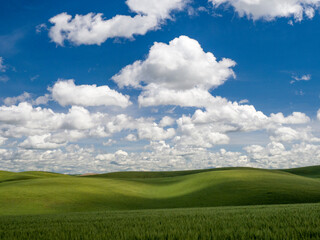 Fototapeta premium Clouds over green wheat fields.