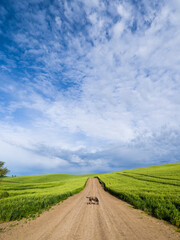 Rural road winding through wheatfields and dog in road.