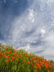 Field of orange poppies below dramatic clouds and blue sky.