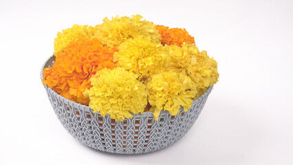 Pot of yellow flowers of Marigold with green leaves isolated on white background