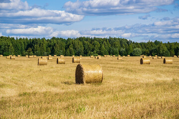 a field with straw bales