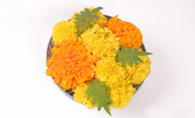 Pot of yellow flowers of Marigold with green leaves isolated on white background