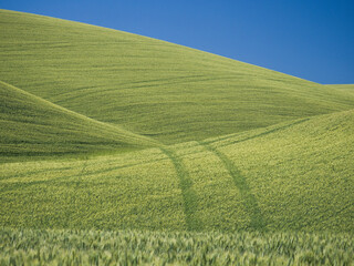 Angles and tracks in the wheatfields with blue sky.