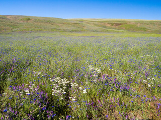 Large field of wildflowers including bachelor buttons.