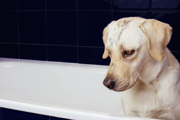 Dirty labrador retriever bathing. Dog on blue baththube with guilty face expression.