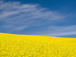 Canola in full bloom in the Palouse country of Eastern Washington.
