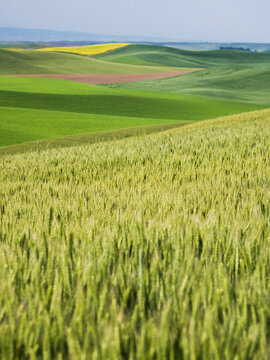 Layers of different colors in the Palouse region of Washington State.