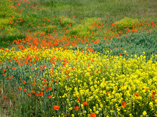 Wildflowers blooming in the Palouse Country of Eastern Washington.