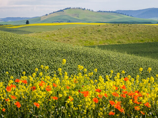 Wildflowers blooming in the Palouse Country of Eastern Washington.