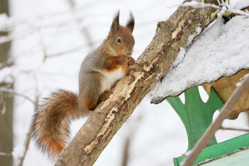 Red squirrel nibbles seeds sitting on a tree near the bird feeder in a winter park