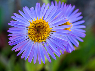 Obraz premium Close up of Aspen Fleabane, (Erigeron Speciosus) on the Table Mountain Road.