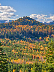 Fototapeta premium Valley and hillside covered in Western Larch trees in the fall.