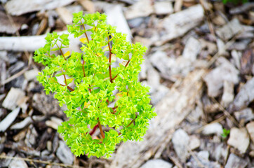Small green tree growing on Pieces of brown wood, tree bark mulch surface.