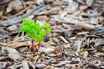 Small green tree growing on Pieces of brown wood, tree bark mulch surface.