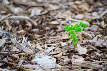 Small green tree growing on Pieces of brown wood, tree bark mulch surface.