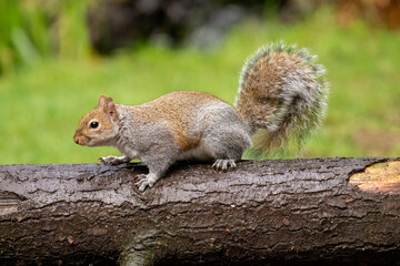 Issaquah, Washington State, USA. Western Gray Squirrel standing on a log