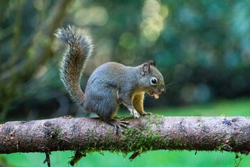 Naklejka na ściany i meble Issaquah, Washington State, USA. Western Gray Squirrel standing on a log eating a peanut
