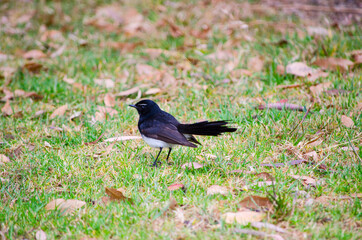 Willie wagtail Australia wild bird in black and white plumage perching on a green grass.
