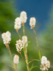 Washington State, Central Cascades, American Bistort