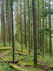 Washington State, Central Cascades, Pratt River Area, Fir trees