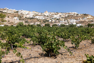 Assyrtiko - indigenous wine grape in wineyard on Santorini Island, Greece