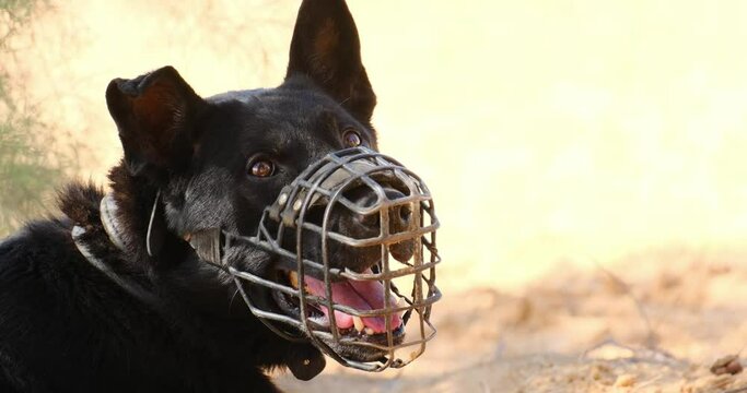 Close-up of a combative military dog with a mouth barrier with his tongue out thirsty