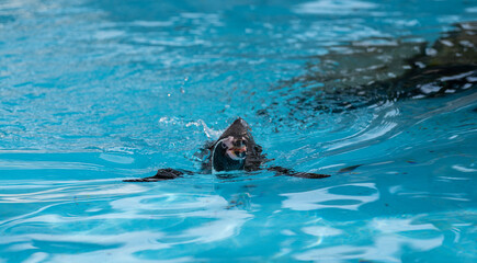 Fototapeta premium 泳ぐペンギン